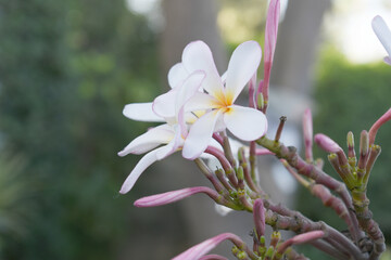 Plumeria obtusa, the frangipani, is a species of the genus Plumeria, beautiful little blooming Plumeria obtusa flowers, the Singapore graveyard flower.cultivated fot its ornamental and fragrant flower