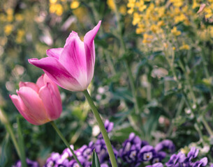 Obraz premium チューリップの花15