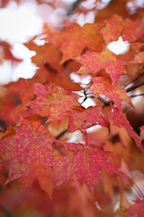 Maple Leaves and Autumn Colors