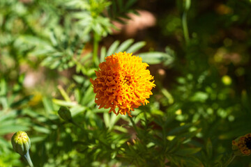 Thai marigold