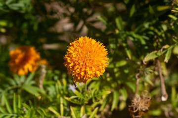 Thai marigold