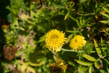 Thai marigold