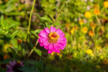 Obraz premium Zinnia elegans, commonly known as Mexican zinnia or zinnia for short, is a popular annual flowering plant native to Mexico. Classified in the family