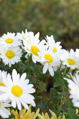 white Common daisy beautiful flowers with blur green background in garden, White beautiful daisies on a field in green grass, Oxeye daisy, Leucanthemum vulgare, Daisies, Dox-eye, Dog daisy in nature