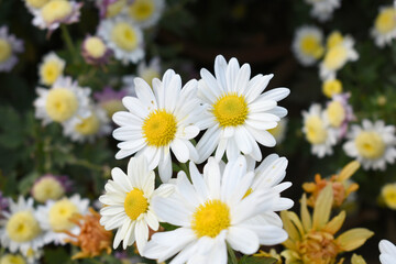 white Common daisy beautiful flowers with blur green background in garden, White beautiful daisies on a field in green grass, Oxeye daisy, Leucanthemum vulgare, Daisies, Dox-eye, Dog daisy in nature