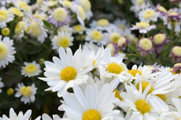 Obraz premium white Common daisy beautiful flowers with blur green background in garden, White beautiful daisies on a field in green grass, Oxeye daisy, Leucanthemum vulgare, Daisies, Dox-eye, Dog daisy in nature