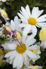 white Common daisy beautiful flowers with blur green background in garden, White beautiful daisies on a field in green grass, Oxeye daisy, Leucanthemum vulgare, Daisies, Dox-eye, Dog daisy in nature
