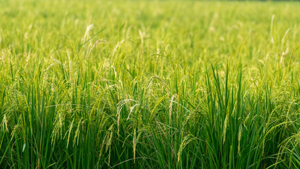 Close-Up of Vibrant Rice Plants in a Picturesque Field