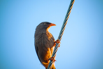 The Jungle Babbler (scientific name: Turdoides striata) In Hindi Name (Saat Bhai), rural people...