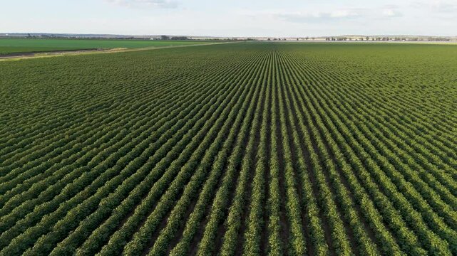 Expansive Agricultural Crop Fields