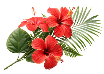hibiscus flower isolated on white on white background