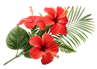 hibiscus flower isolated on white on white background