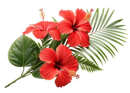 Fototapeta hibiscus flower isolated on white on white background