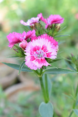 Fototapeta premium Sweet flora william blooming petals pink flowers background, Dianthus barbatus, beautiful Dianthus flower closeup in garden, pink Dianthus flower, pink flower, dianthus blooming in garden, closeup