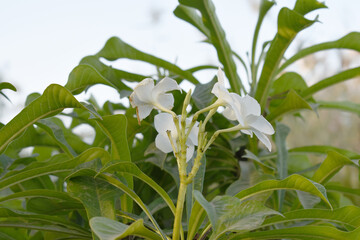 white flower called plumeria pudica  in the garden, Plumeria Pudica white flowers, Plumeria Pudica Flowers Beautiful tulips flowers blooming outdoors garden. White color Plumeria Pudica flowers image
