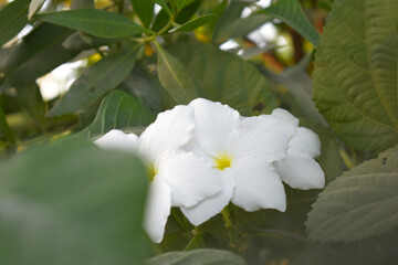 white flower called plumeria pudica  in the garden, Plumeria Pudica white flowers, Plumeria Pudica Flowers Beautiful tulips flowers blooming outdoors garden. White color Plumeria Pudica flowers image