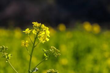 菜の花