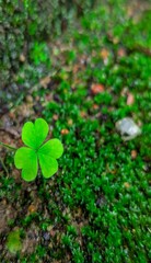 four clover in the grass