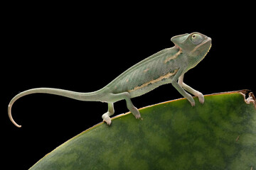 Beautiful baby High Pied Veiled Chameleon.