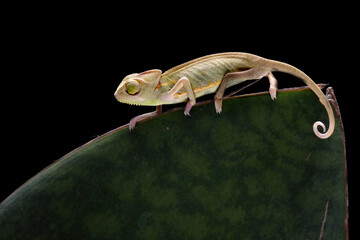 Beautiful baby High Pied Veiled Chameleon.
