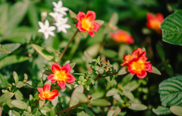 マツバボタンの花9