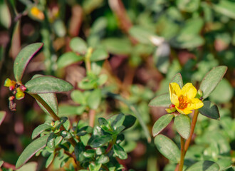 マツバボタンの花2