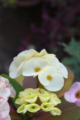 Close up of beautiful white Euphorbia milii, the crown of thorns, called Corona de Cristo. Crown of thorn flower. white Euphorbia milii flower in the garden, Blooming Euphorbia milii, bunch flowers