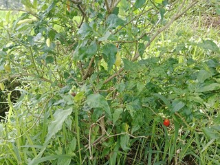 Fresh Chili Plants in a Fertile Garden