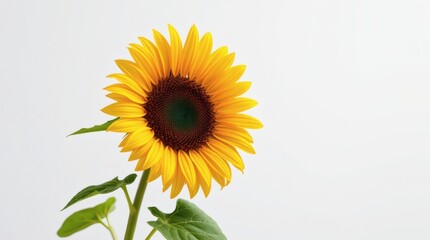 Naklejka premium Single Sunflower on White Background
