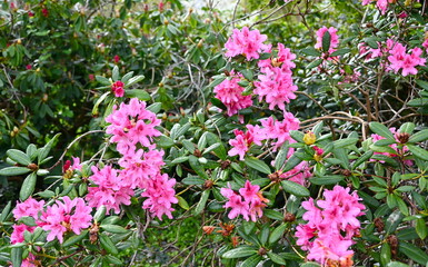 Rhododendron blossoming tree with large pink flowers in Spring.