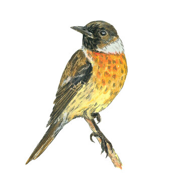 European Stonechat. Realistic illustration of a bird. Scientific illustration. Pencil drawing of a bird. Isolated on white background. Hand painted illustration