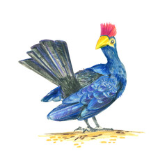 Obraz premium Lady Ross's turaco. Realistic illustration of a bird. Scientific illustration. Pencil drawing of a bird. Isolated on white background. Hand painted illustration