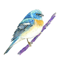 Lazuli Bunting. Realistic illustration of a little blue bird. Bird on a branch. Scientific illustration. Pencil drawing of a bird. Isolated on white background. Hand painted illustration