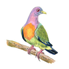 Pink-necked green pigeon. Realistic illustration of a bird. Scientific illustration. Pencil drawing of a bird. Isolated on white background. Hand painted illustration