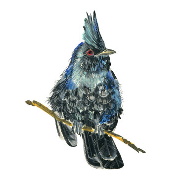 Phainopepla. Realistic illustration of a bird. Scientific illustration. Pencil drawing of a bird. Isolated on white background. Hand painted illustration