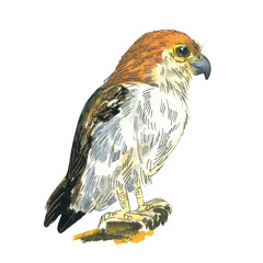 White Rumped Falcon. Realistic illustration of a bird. Scientific illustration. Pencil drawing of a bird. Isolated on white background. Hand painted illustration