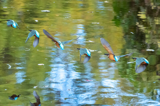 住宅街の水路で飛び去るカワセミ連写合成