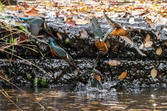 住宅街の水路で獲物を狩るカワセミの連写合成 - Powered by Adobe