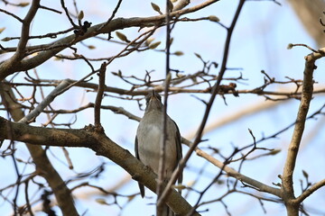 公園の枝に止まるヒヨドリ