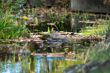 住宅街の水路で獲物を狙うカワセミ