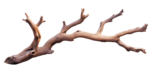 Dry branch isolated on red background