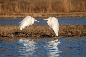 Fototapeta premium Two great egrets facing each other on a cold day over a shallow pond