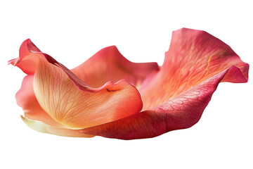 Delicate rose petal resting softly on a light surface, capturing the beauty of nature’s fleeting moments in a timeless display isolated on transparent background