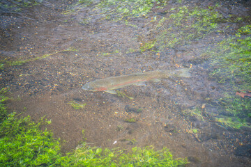 North American Rainbow Trout and the Nature
