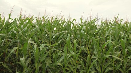 Agriculture, green corn leaves field, white sky, concept agriculture, agriculture concept, eco industry, green corn leaves swaying in field on felt, sweet corn field, sunflower farm plants in field