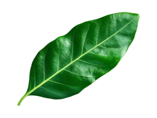 Close up of a vibrant green leaf against a maroon background.