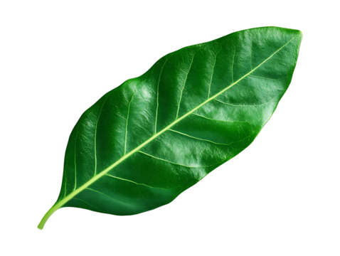 Close up of a vibrant green leaf against a maroon background.