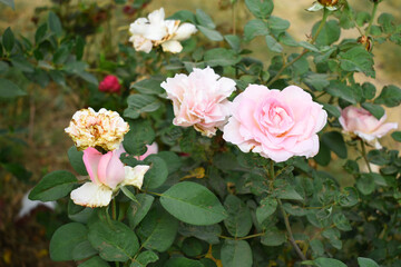Beautiful pink rose flower closeup in garden, A very beautiful pink rose flower bloomed on the rose tree, Rose flower closeup, bloom flowers, Natural spring flower, Natural floral background, 