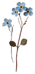PNG Real Pressed a Forget me not flower flowers pressed art.