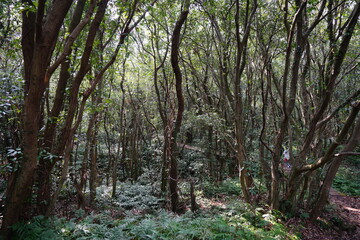 Fototapeta premium fine path through wild spring forest